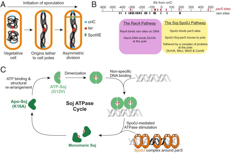 Protein synthesis